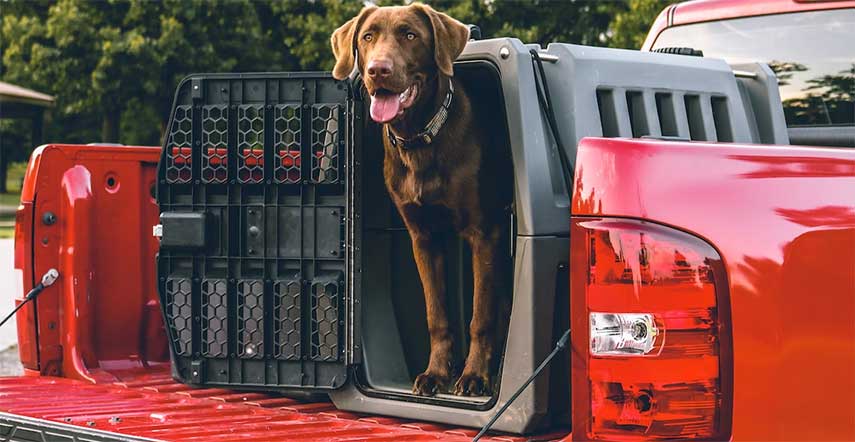 Truck Beds & Dogs What You Should Know
