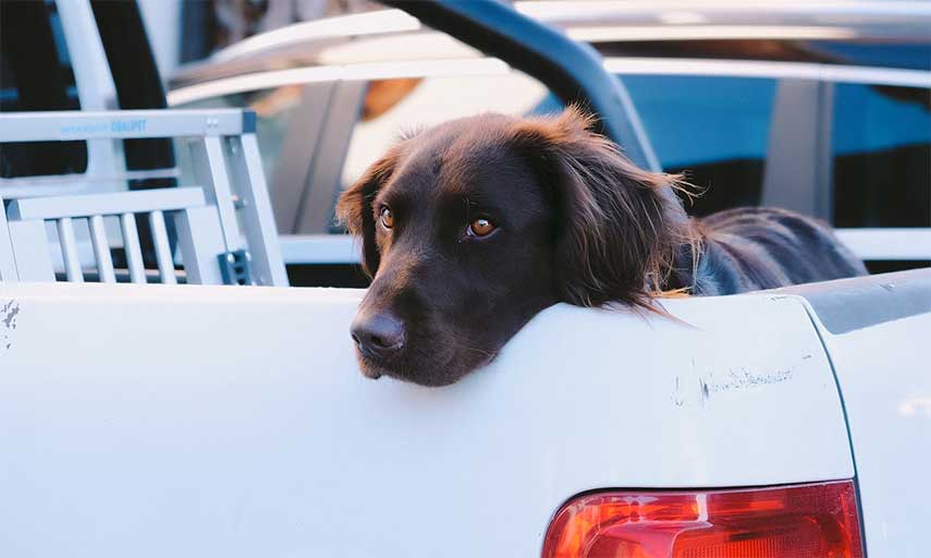 Truck Beds & Dogs What You Should Know