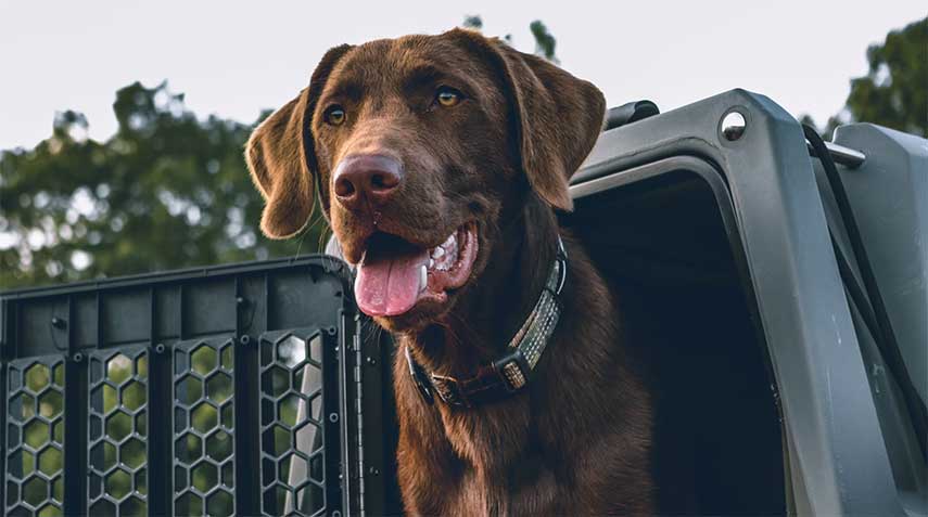 Truck Beds & Dogs What You Should Know