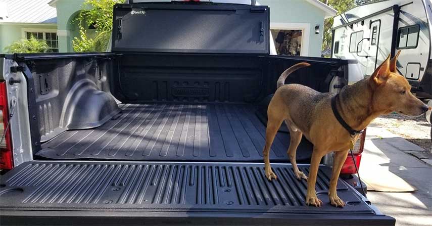 Truck Beds & Dogs What You Should Know