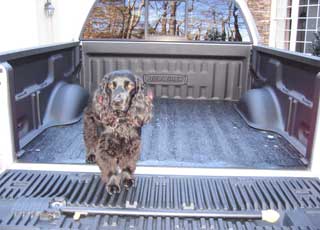 DualLiner Bedliner is pet friendly